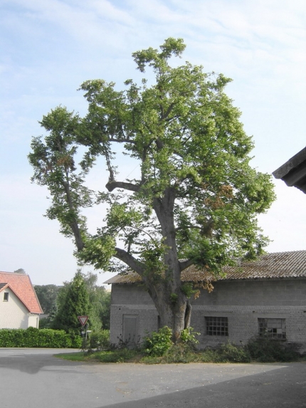 Bild 1 von Linde am Winterberg